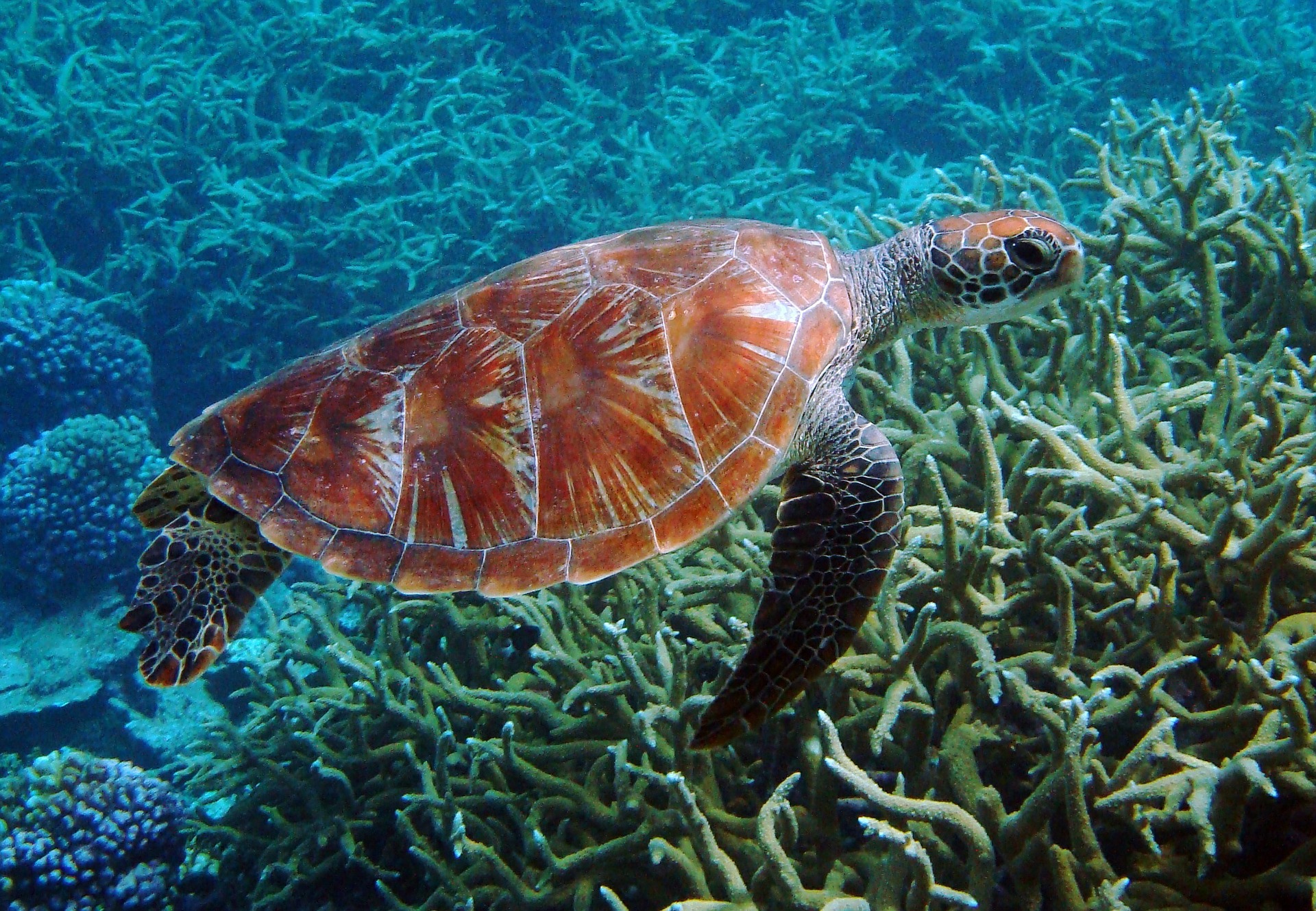 Mořská želva igelit