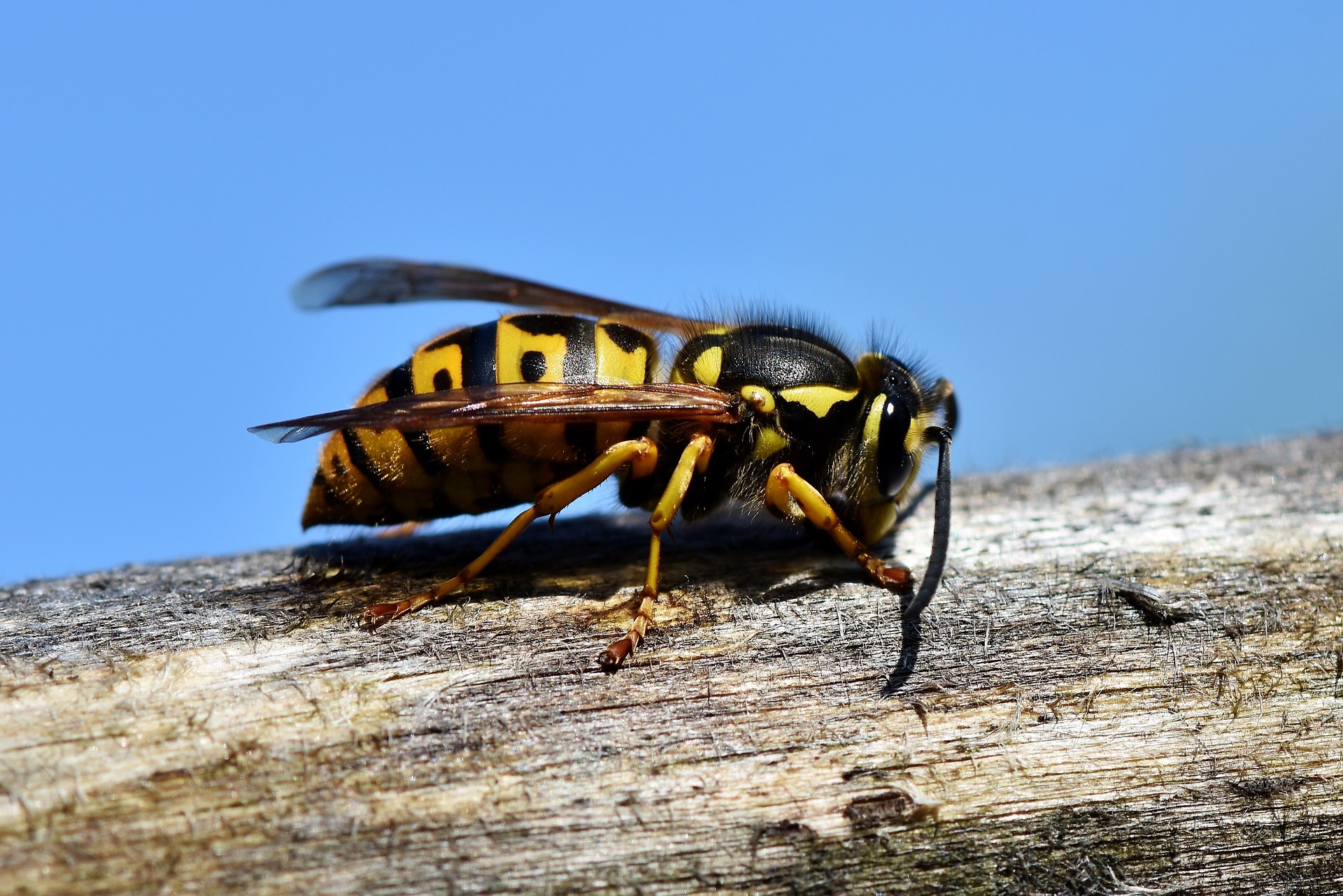 Jak hubit hmyz včela vosa