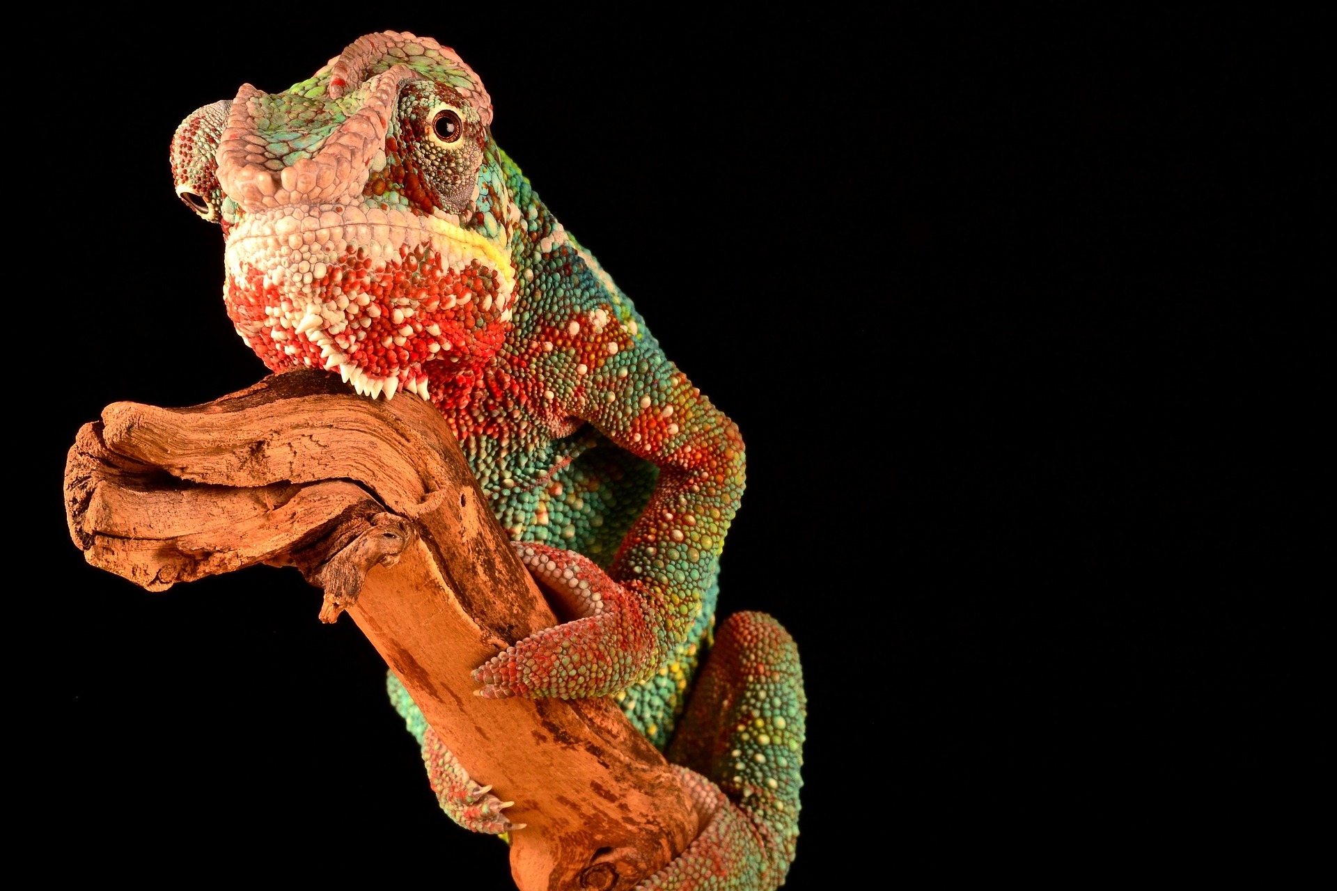 Chameleon barvy