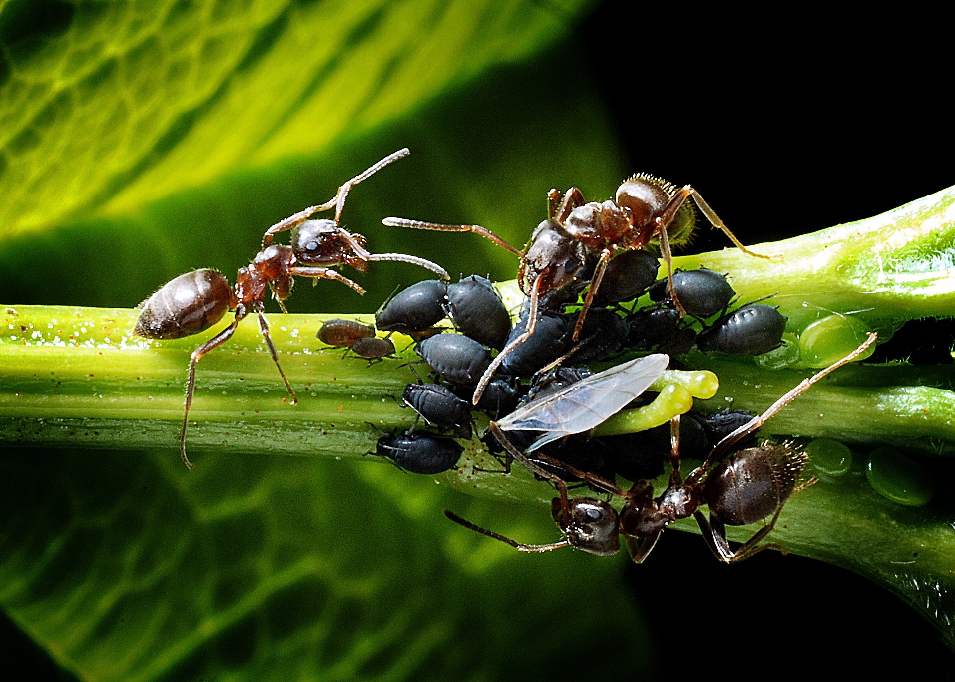 Mravenci mšice