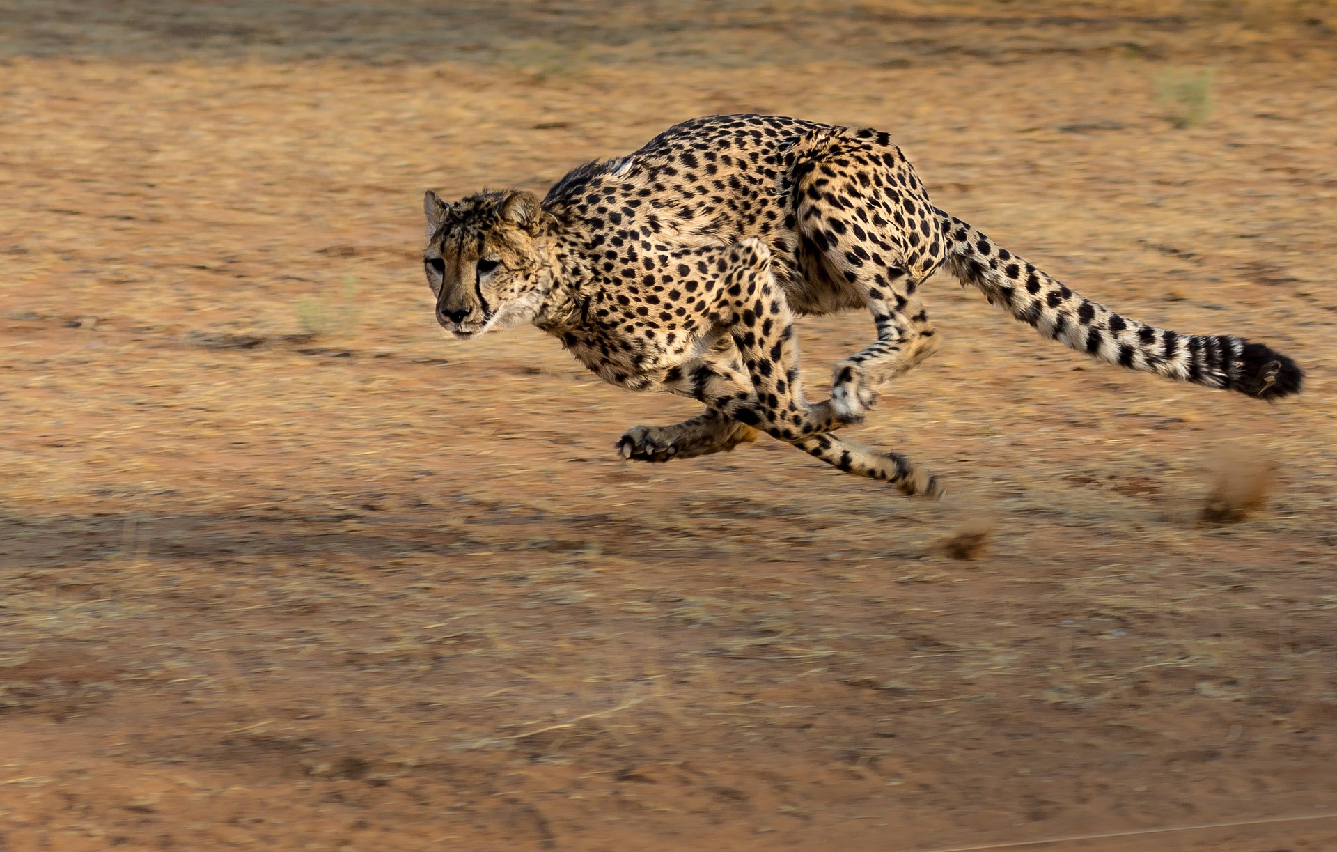 Gepard běh